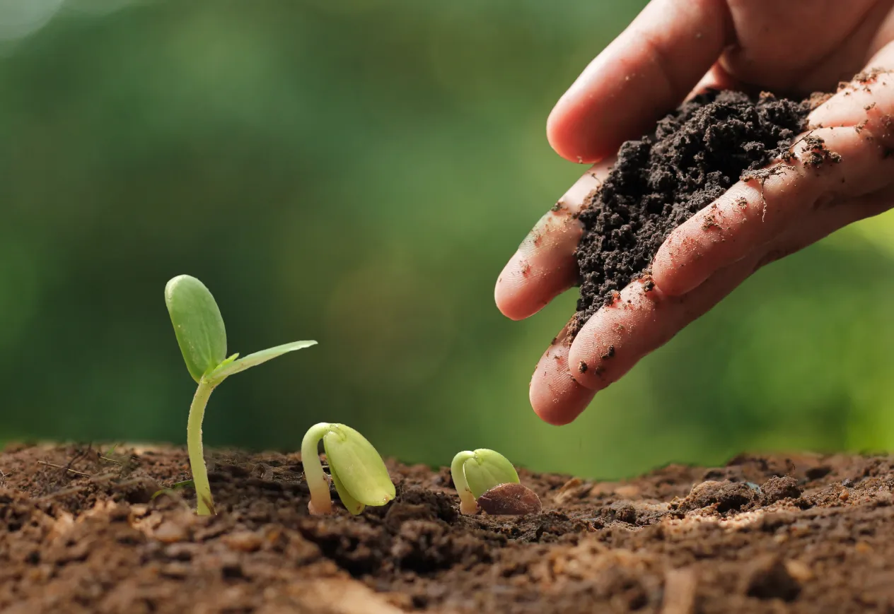 Une main humaine ajoutant de la terre sur de jeunes pousses en pleine germination, illustrant la croissance et le développement durable mis en avant sur une plateforme agriculture, comme madagasy.com.